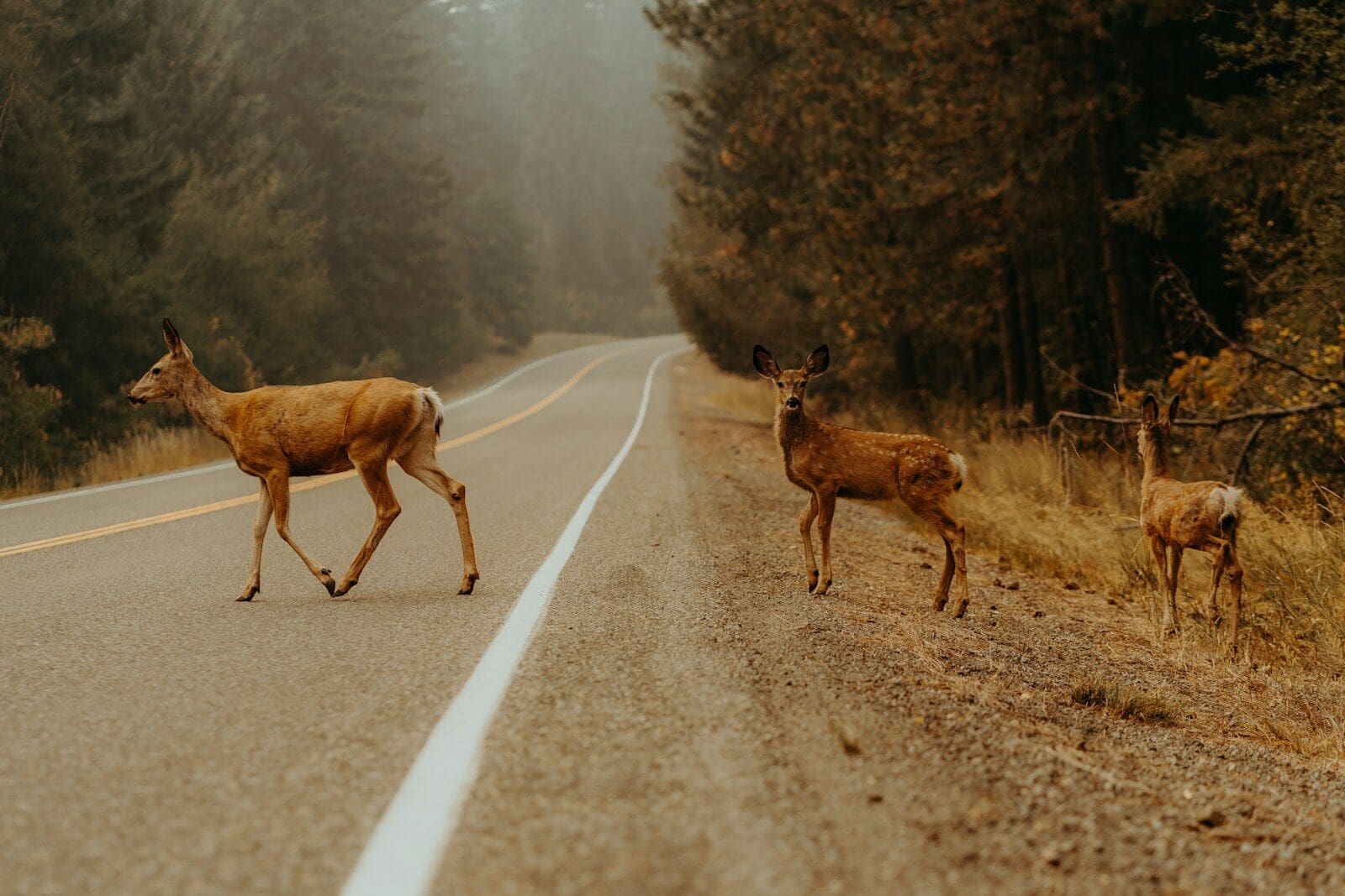Deer Season and Car Insurance in Bulloch County: What Georgia Drivers Should Know